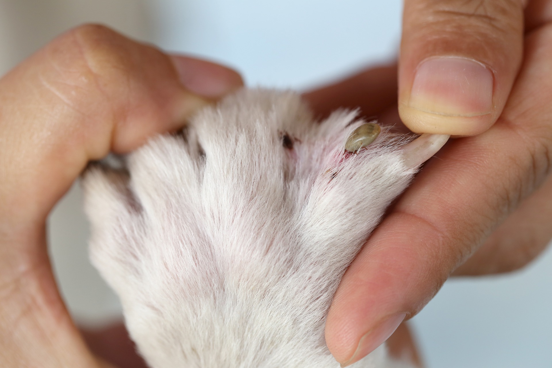 Zecken können überall haften bleiben, weshalb es so wichtig ist, den gesamten Körper nach einem Spaziergang sorgfältig zu untersuchen. Meistens wählen sie warme und enge Stellen wie den Ohrbereich, die Pfotenpolster, die Leistengegend, den Mund und sogar unter dem Schwanz.